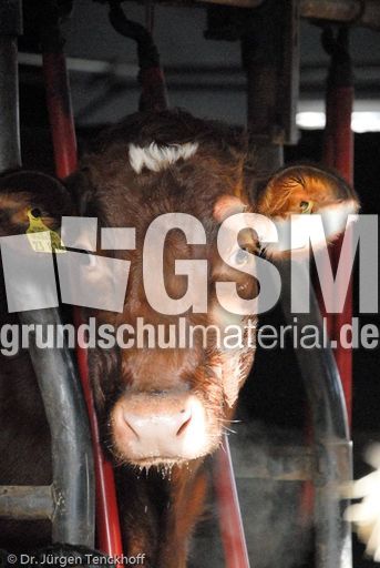 Hausrind (45 von 174).jpg